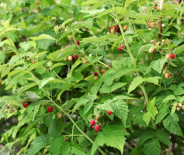 Arbustos de frambuesa en el jardín . — Foto de Stock