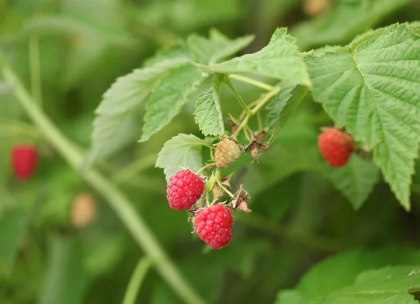 Röda hallon på busken. makro skott. — Stockfoto