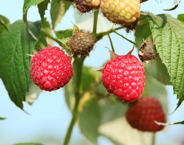 Framboises sur le buisson. — Photo