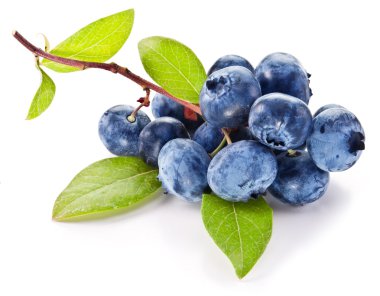 beyaz zemin üzerinde yaprakları ile yaban mersini.