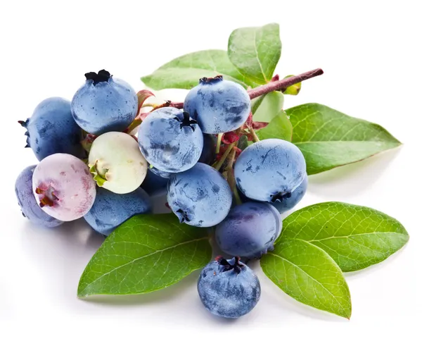 Blaubeeren mit Blättern auf weißem Hintergrund. — Stockfoto