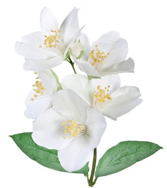 Blooming jasmine flower with leaves. clipart