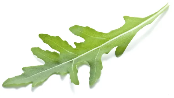 Arugula  herb. — Stock Photo, Image