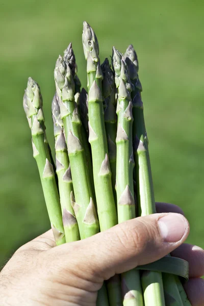 Asparagus in man hand. — Stock Photo, Image
