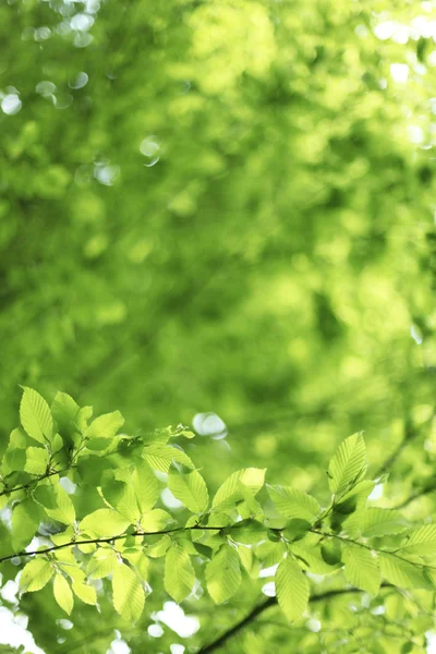 Natürlicher grüner Hintergrund mit Lindenblättern. — Stockfoto