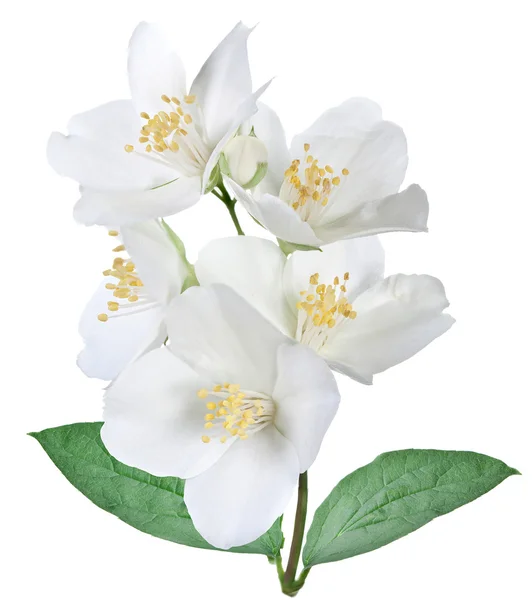 Blühende Jasminblüte mit Blättern. — Stockfoto