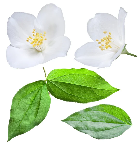 Blommande jasmin blomma med blad. filen innehåller urklippsbanan — Stockfoto