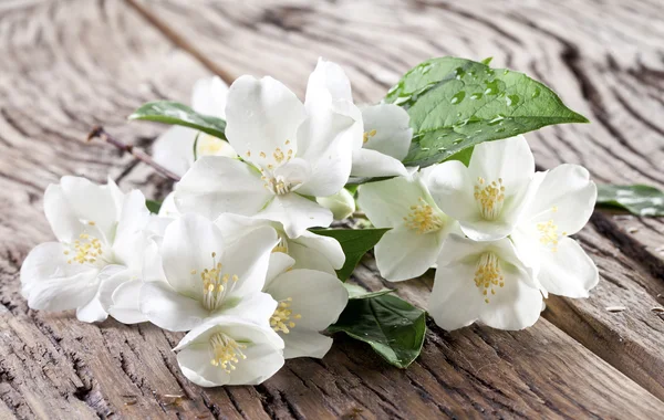 Flores de jasmim sobre mesa de madeira velha . — Fotografia de Stock