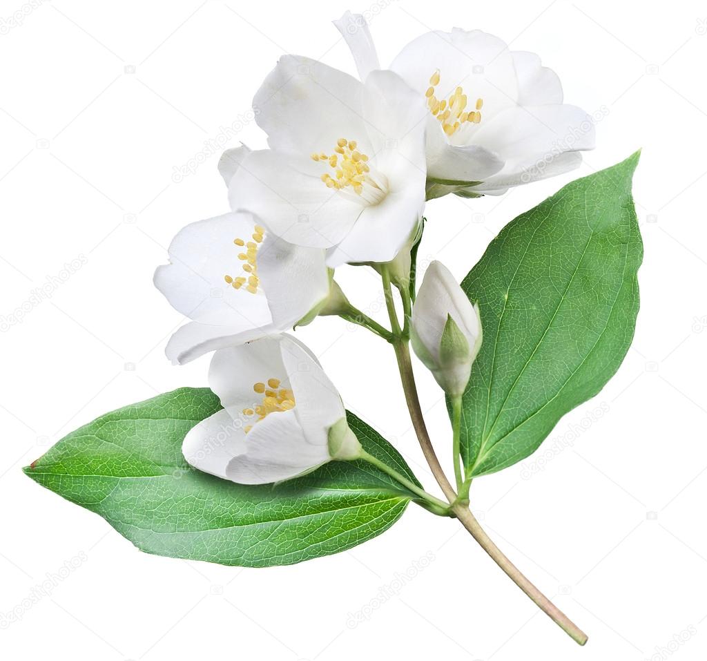 Blooming jasmine flower with leaves.