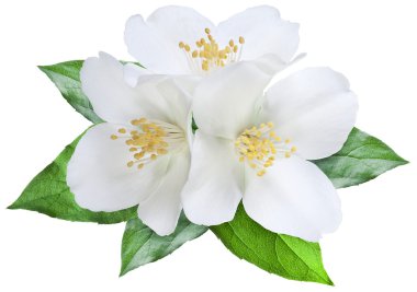 Blooming jasmine flower with leaves. File contains clipping path clipart