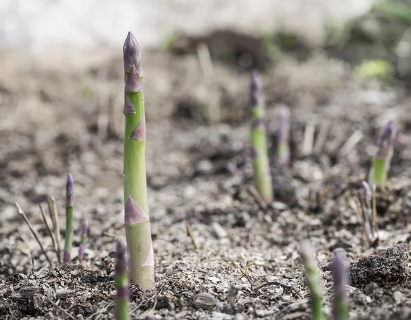 Spargelsprossen. — Stockfoto