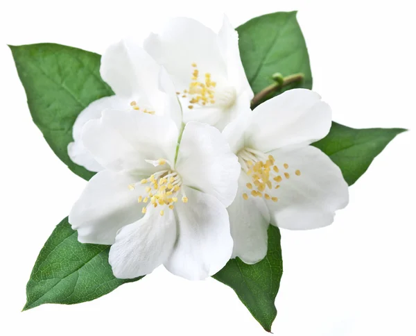 Blooming jasmine flower with leaves. — Stock Photo, Image