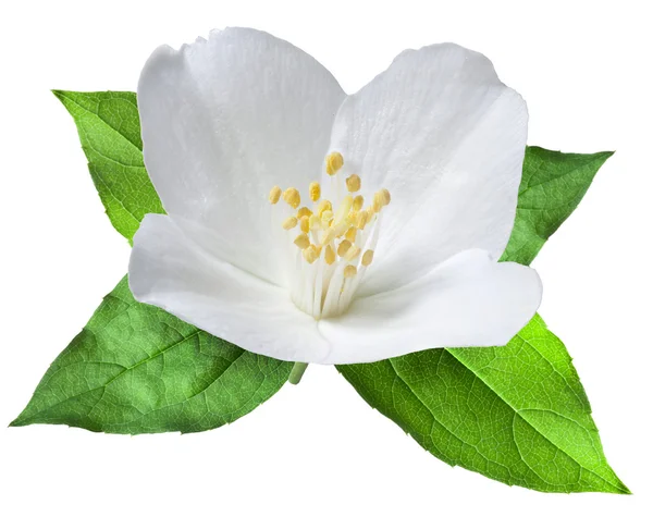 Blooming jasmine flower with leaves. File contains clipping path — Stock Photo, Image