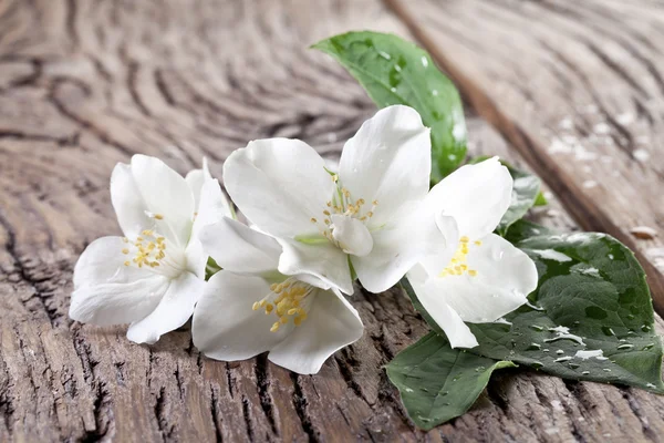 Fiori di gelsomino sul vecchio tavolo di legno . — Foto Stock