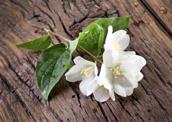 Flores de jasmim sobre mesa de madeira velha . — Fotografia de Stock