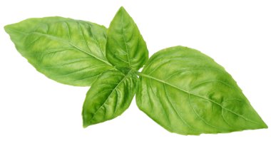 beyaz izole yeşil fesleğen yaprağı.