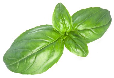 beyaz izole yeşil fesleğen yaprağı.