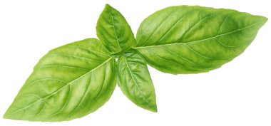 beyaz izole yeşil fesleğen yaprağı.