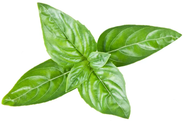 Green basil leaves isolated on a white. — Stock Photo, Image