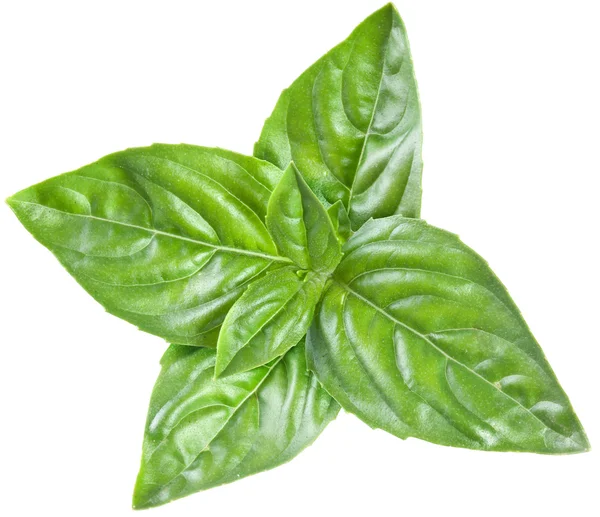 Green basil leaves isolated on a white. — Stock Photo, Image