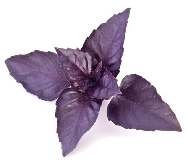 Hojas de albahaca violeta aisladas sobre un blanco . — Foto de Stock