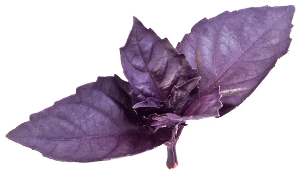 Foglie di basilico viola isolate su un bianco . — Foto Stock