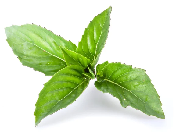 Green basil leaves isolated on a white. — Stock Photo, Image