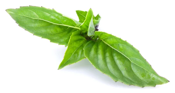 Green basil leaves isolated on a white. — Stock Photo, Image