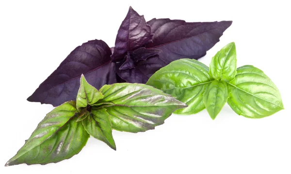 Green and violet basil leaves isolated on a white. — Stock Photo, Image
