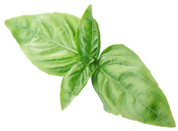 Green basil leaves isolated on a white. — Stock Photo, Image