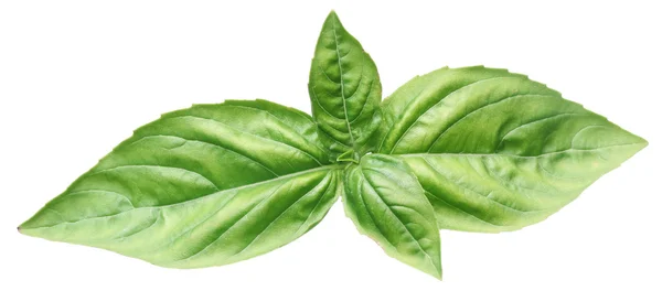 Green basil leaves isolated on a white. — Stock Photo, Image