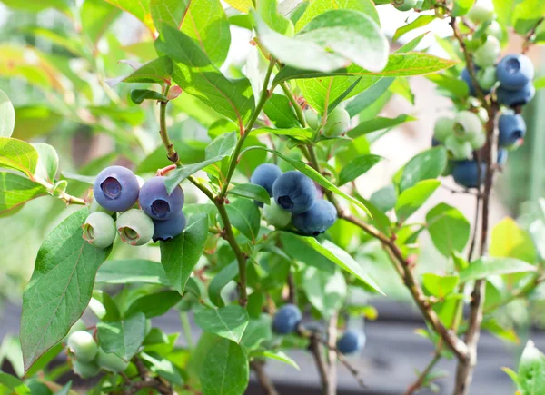 Blueberries on a shrub. — Stock Photo, Image