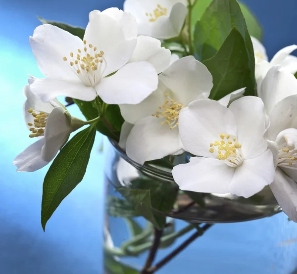 Jasmijn bloemen op blauwe achtergrond. — Stockfoto