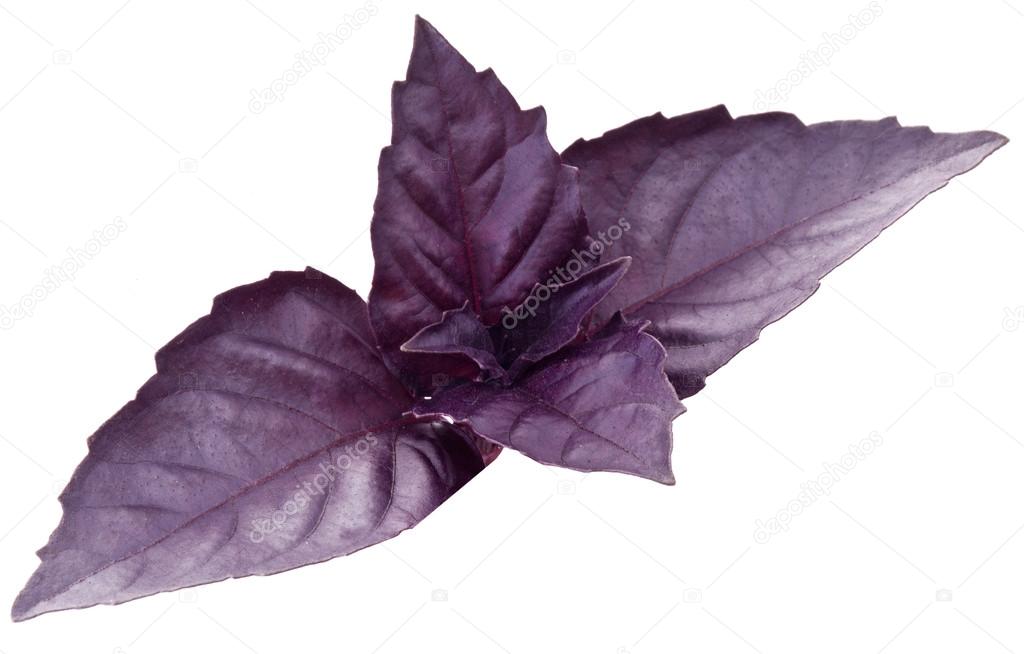 Violet basil leaves isolated on a white.