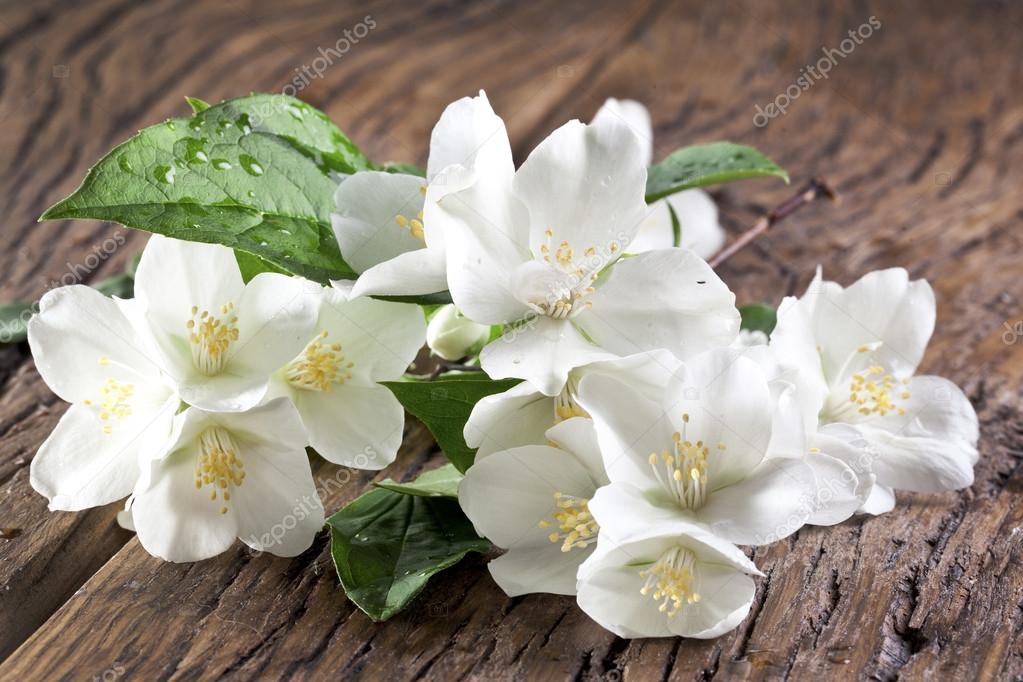 Jasmine flowers over old wooden table.