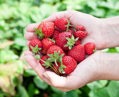 bir kadının ellerinde çilek meyve.