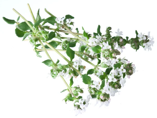 Zielony świeży tymianek kwiaty na białym. — Zdjęcie stockowe