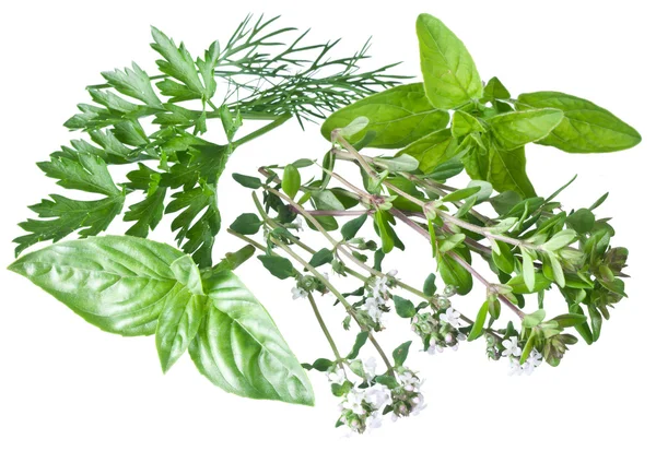 Green fresh herbs on a white. — Zdjęcie stockowe