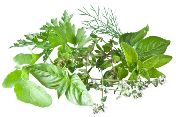 Zelené čerstvé bylinky na bílé. — Stock fotografie
