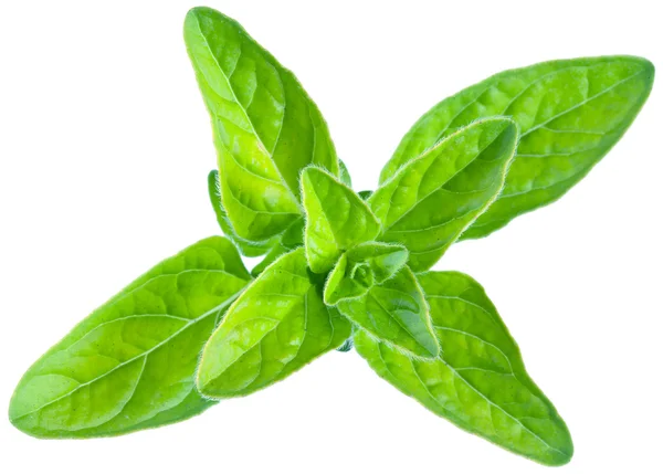 Green fresh marjoram leaves on a white. — Stock Photo, Image