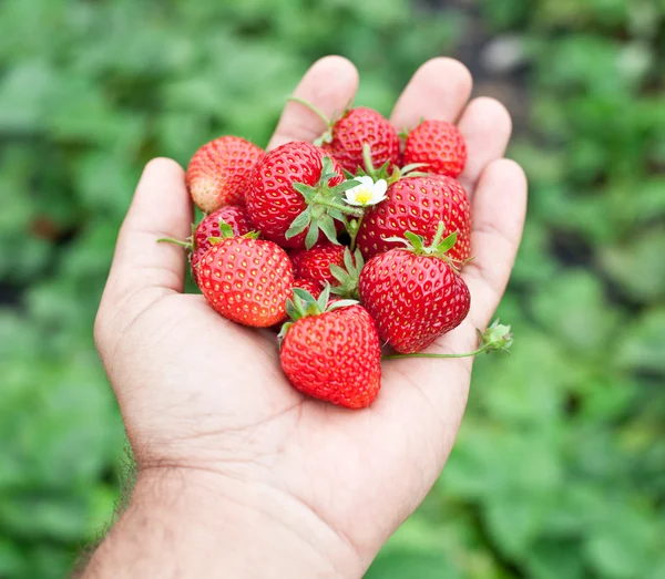 Strawberry fruits in a man's hands. — Stock Photo, Image