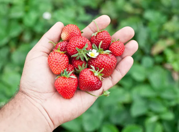 Strawberry fruits in a man's hands. — Stock Photo, Image