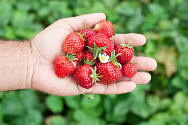 Frutos de fresa en las manos de un hombre . —  Fotos de Stock