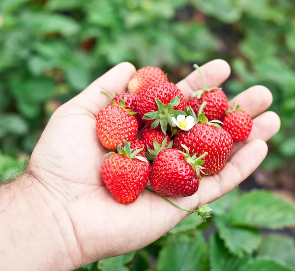 Frutos de fresa en las manos de un hombre . — Foto de Stock