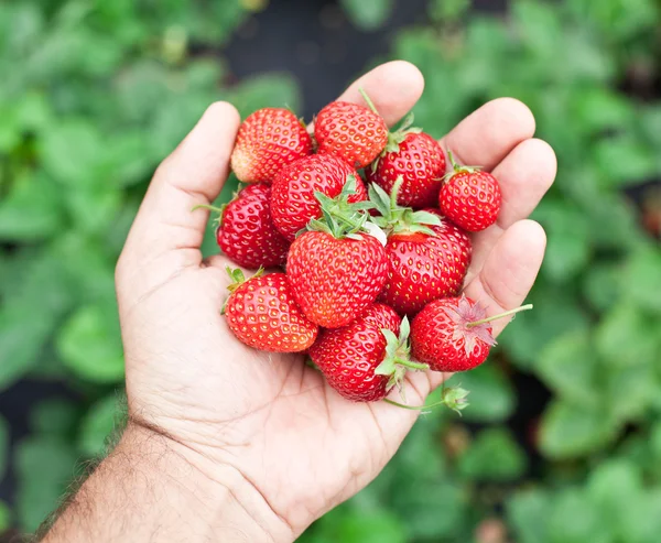 Strawberry fruits in a man's hands. — Stock Photo, Image