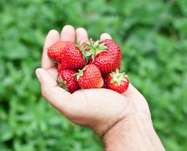 Frutos de fresa en las manos de un hombre . — Foto de Stock