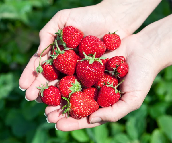 Strawberry fruits in a man's hands. — Stock Photo, Image