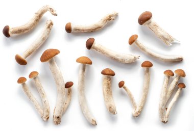 Beyaz arka planda izole edilmiş Armillaria mellea ya da bal mantarları.