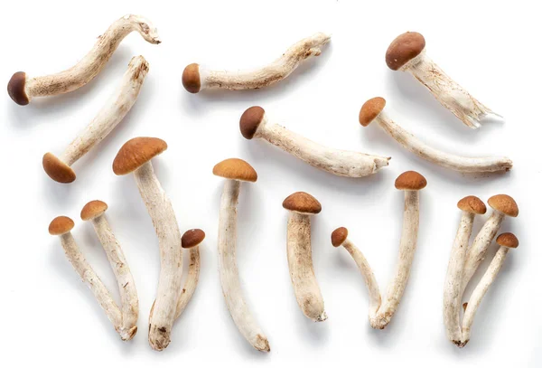 从白色背景分离出来的蜜菇或蜜菇 — 图库照片