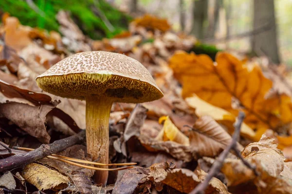 숲에서 버섯을 가까이 — 스톡 사진